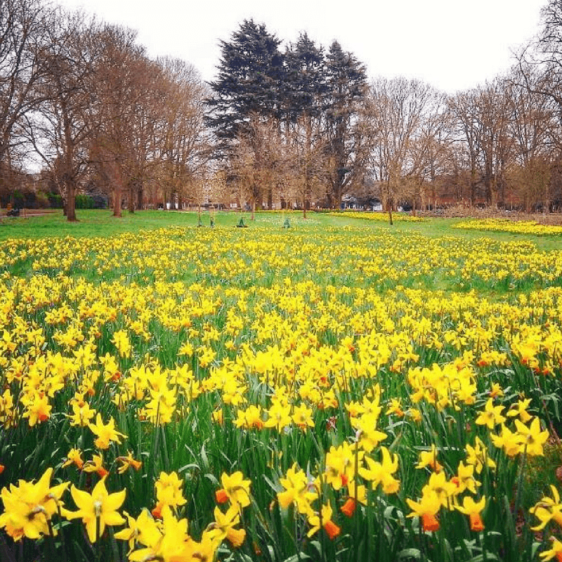 Spring flowers in Hertfordshire - Visit Herts