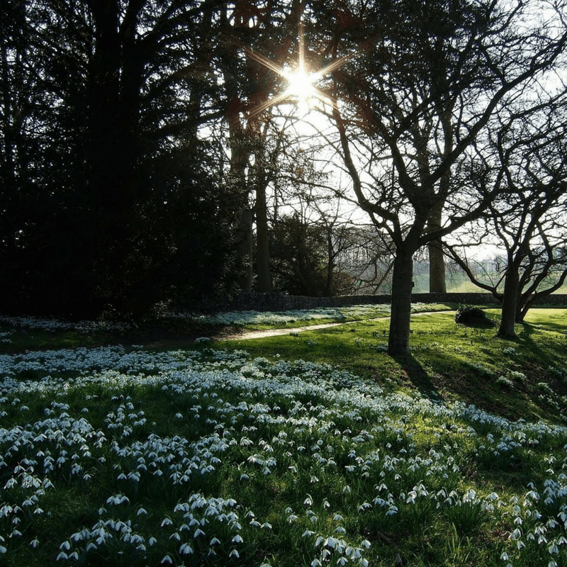 Spring flowers in Hertfordshire - Visit Herts