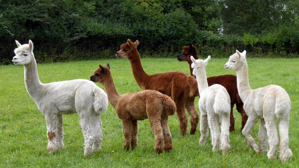 alpacas.jpg