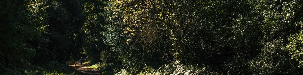 Banner - Ashridge.jpg (2)