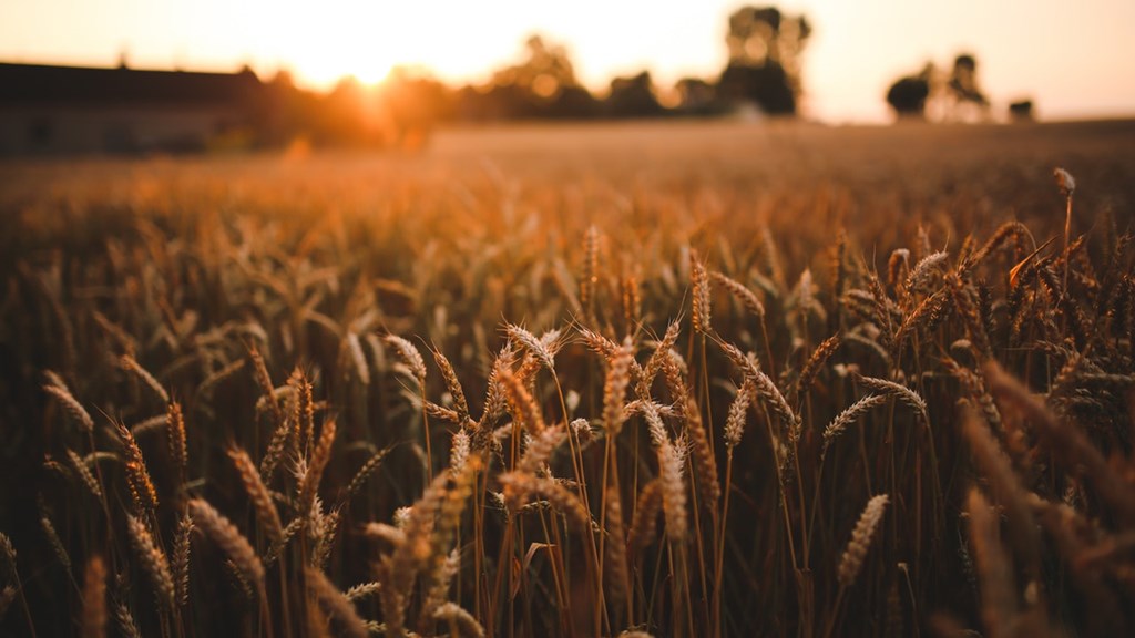 Field Grain Harvest 5980
